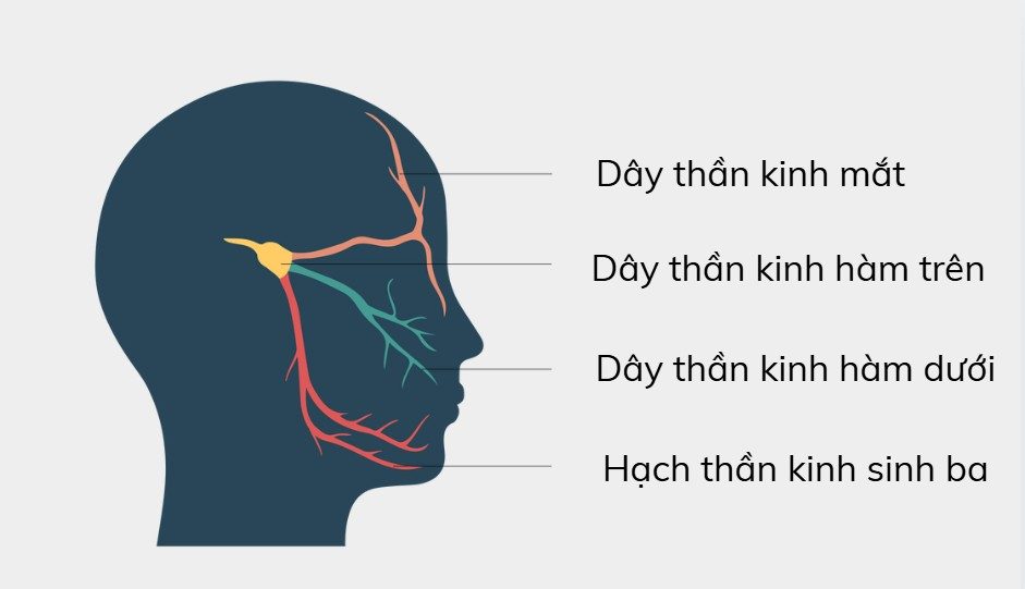 1.1. Cấu trúc giải phẫu liên quan 1
